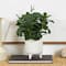 14" Faux Foliage Artificial Plant in White Pot